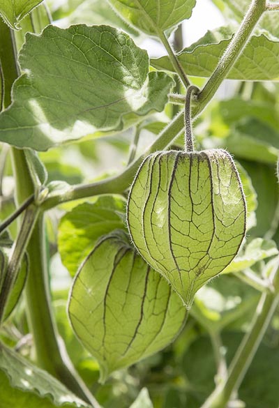 Cape Gooseberry unripened pods